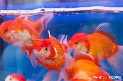 剛買回來的觀賞魚可以喂食嗎（剛買回來的觀賞魚喂食技巧大揭秘正確的喂食技巧大揭秘） 剛買回來的觀賞魚可以喂食嗎（剛買回來的觀賞魚喂食技巧大揭秘正確的喂食技巧大揭秘） 仟湖 第1張