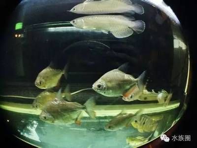 給我一份詳細的六角恐龍喂食日志模板，—六角恐龍喂食日志模板（1000字詳解版） 給我一份詳細的六角恐龍喂食日志模板，—六角恐龍喂食日志模板（1000字詳解版） 龍魚百科 第2張
