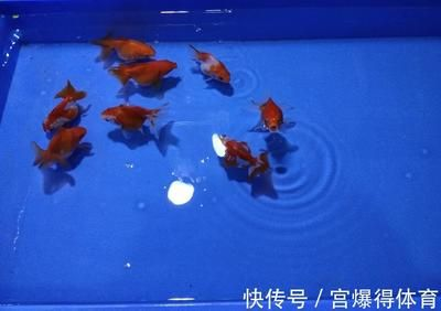 剛買回來的觀賞魚可以喂食嗎（剛買回來的觀賞魚喂食技巧大揭秘正確的喂食技巧大揭秘） 剛買回來的觀賞魚可以喂食嗎（剛買回來的觀賞魚喂食技巧大揭秘正確的喂食技巧大揭秘） 仟湖 第3張