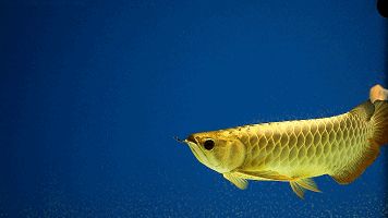 金龍魚的繁殖難度如何：關于金龍魚繁殖難度的詳細分析