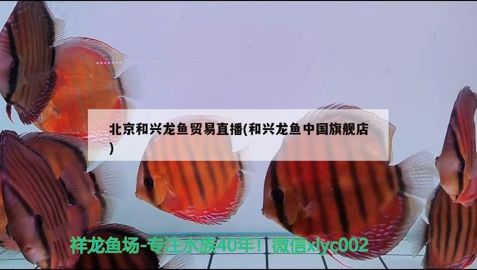 北京和興龍魚貿(mào)易直播(和興龍魚中國旗艦店)