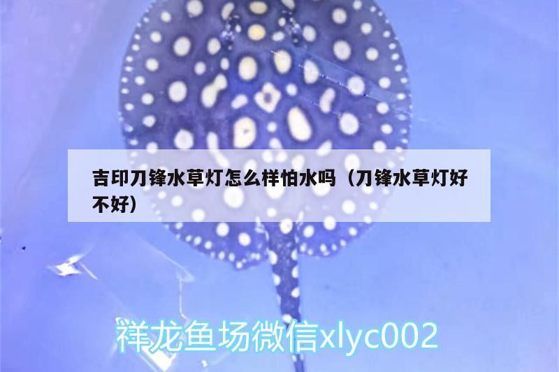 吉印刀鋒水草燈怎么樣怕水嗎（刀鋒水草燈好不好）