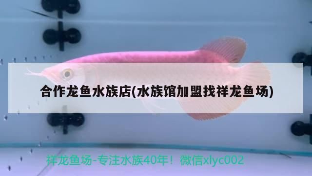 <strong><mark>合作</mark></strong>龍魚水族店(水族館加盟找祥龍魚場)