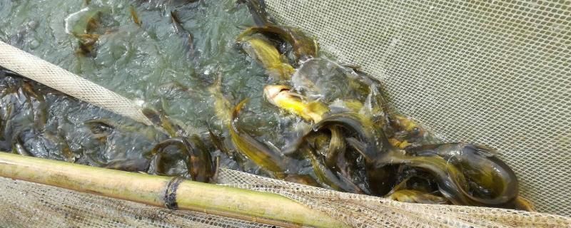 黃金河虎魚常見疾病及防治，黃金河虎魚常見疾病以及相應的防治方法