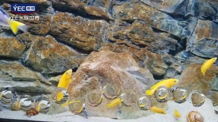 yee魚缸和森森魚缸那個好:森森魚缸和yee魚缸哪個好 yee 第3張 yee魚缸和森森魚缸那個好:森森魚缸和yee魚缸哪個好 yee魚缸和森森魚缸那個好:森森魚缸和yee魚缸哪個好 yee 第3張