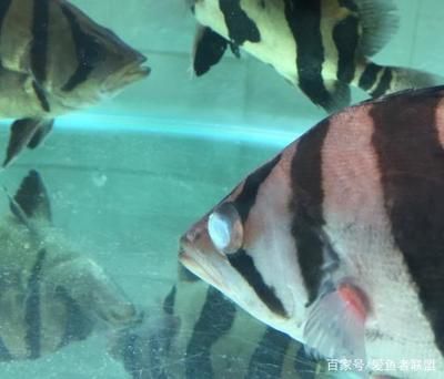 虎魚蒙眼能自己恢復嗎怎么治療：虎魚蒙眼可以分為外蒙和內蒙兩種