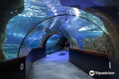 水族館一年能賺多少錢人民幣啊圖片（水族館一年能賺多少錢人民幣水族館一年能賺多少錢） 水族館一年能賺多少錢人民幣啊圖片（水族館一年能賺多少錢人民幣水族館一年能賺多少錢） 水族館百科（水族館加盟） 第1張