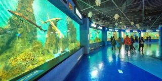 水族館一年能賺多少錢人民幣啊圖片（水族館一年能賺多少錢人民幣水族館一年能賺多少錢） 水族館一年能賺多少錢人民幣啊圖片（水族館一年能賺多少錢人民幣水族館一年能賺多少錢） 水族館百科（水族館加盟） 第3張