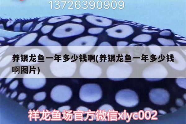 養(yǎng)銀龍魚一年多少錢啊(養(yǎng)銀龍魚一年多少錢啊圖片) 養(yǎng)銀龍魚一年多少錢啊(養(yǎng)銀龍魚一年多少錢啊圖片) 銀龍魚百科