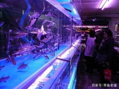 觀賞魚批發(fā)市場進貨渠道有哪些呢知乎（觀賞魚養(yǎng)殖技術(shù)揭秘觀賞魚養(yǎng)殖技術(shù)揭秘想要在觀賞魚批發(fā)市場進貨） 觀賞魚批發(fā)市場進貨渠道有哪些呢知乎（觀賞魚養(yǎng)殖技術(shù)揭秘觀賞魚養(yǎng)殖技術(shù)揭秘想要在觀賞魚批發(fā)市場進貨） 貝因美 第3張