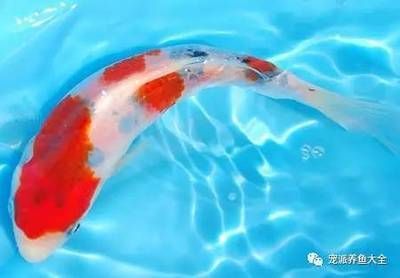 觀賞魚批發(fā)市場進貨渠道有哪些呢知乎（觀賞魚養(yǎng)殖技術(shù)揭秘觀賞魚養(yǎng)殖技術(shù)揭秘想要在觀賞魚批發(fā)市場進貨） 觀賞魚批發(fā)市場進貨渠道有哪些呢知乎（觀賞魚養(yǎng)殖技術(shù)揭秘觀賞魚養(yǎng)殖技術(shù)揭秘想要在觀賞魚批發(fā)市場進貨） 貝因美 第4張
