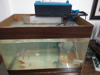 80的魚缸養錦鯉視頻：80厘米的魚缸養錦鯉注意事項