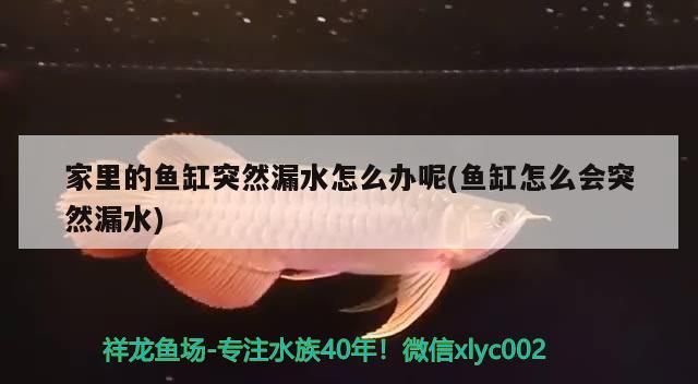 家里的魚缸突然漏水怎么辦呢(魚缸怎么會(huì)突然漏水)