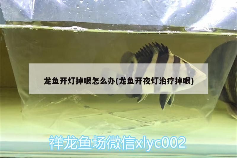 龍魚開燈掉眼怎么辦(龍魚開夜燈治療掉眼)