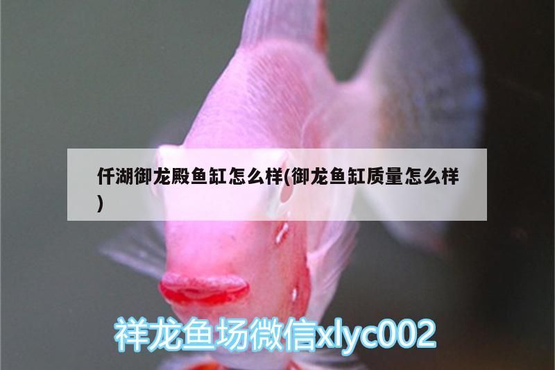 仟湖御龍殿魚缸怎么樣(御龍魚缸質量怎么樣)