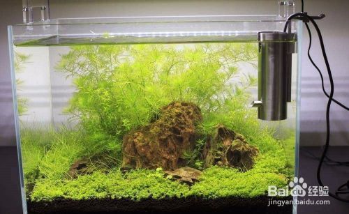 水族館管理中溫度控制技巧（水族館溫度控制技巧）