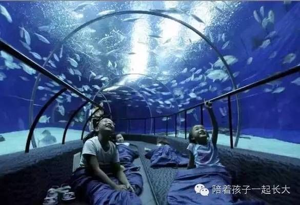夜間水族館特別活動(dòng)內(nèi)容（夜間水族館特別活動(dòng)是一項(xiàng)吸引游客的獨(dú)特體驗(yàn)）
