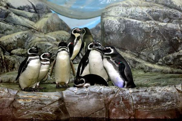 夜間水族館特別活動(dòng)內(nèi)容（夜間水族館特別活動(dòng)是一項(xiàng)吸引游客的獨(dú)特體驗(yàn)）