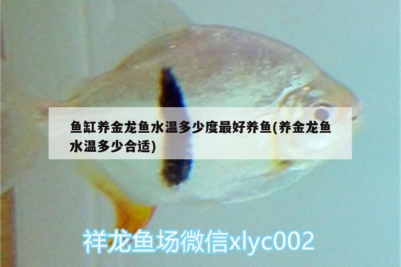 魚缸養金龍魚水溫多少度最好養魚(養金龍魚水溫多少合適)