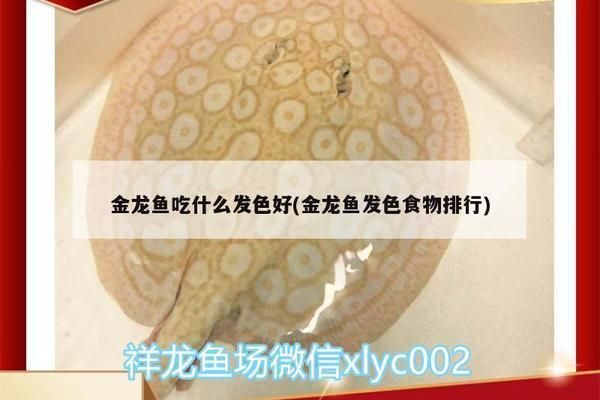 過背金龍魚喂什么發色好：關于過背金龍魚的飼料選擇