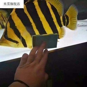 四紋虎魚夜行性繁殖行為觀察，四紋虎魚在夜間的繁殖行為