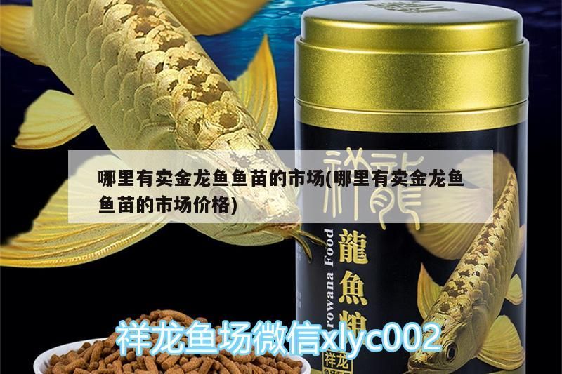 哪里有賣金龍魚魚苗的市場(哪里有賣金龍魚魚苗的市場價格)