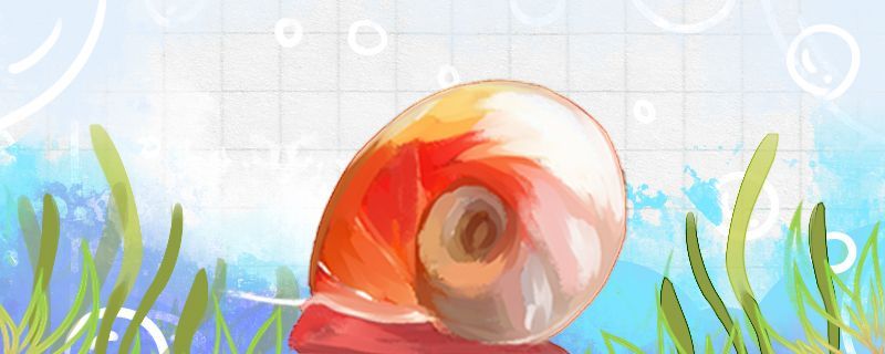 龍魚怕什么 蘋果螺什么時候產卵卵多久孵化 觀賞魚百科 蘋果螺什么時候產卵卵多久孵化 蘋果螺什么時候產卵卵多久孵化 觀賞魚百科