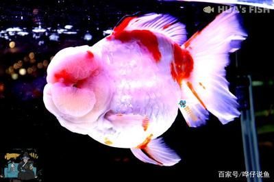 10<strong><mark>大名</mark></strong>貴觀賞魚：世界上最名貴的十大觀賞魚，被認為是最貴的十大觀賞魚