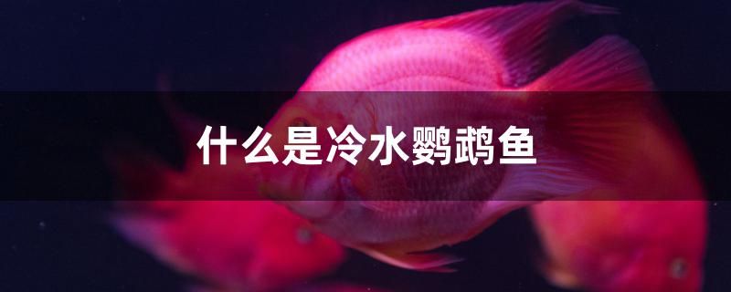什么是冷水鸚鵡魚