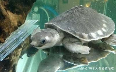 豬鼻龜?shù)臏囟茸罴讯嗌俣龋捍笱笾挢i鼻龜適應(yīng)多少度的水溫