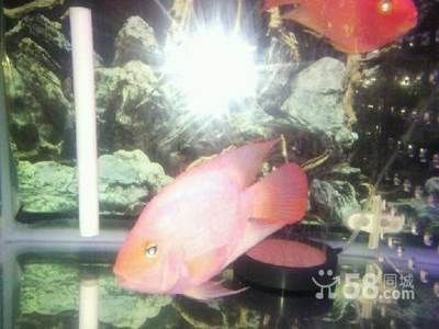 觀賞魚大的好還是小的好（觀賞魚的飼養(yǎng)技巧）