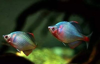 觀賞魚大的好還是小的好（觀賞魚的飼養(yǎng)技巧）