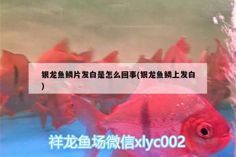 銀龍魚鱗片發白是怎么回事(銀龍魚鱗上發白)