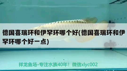 德國喜瑞環和伊罕環哪個好(德國喜瑞環和伊罕環哪個好一點)