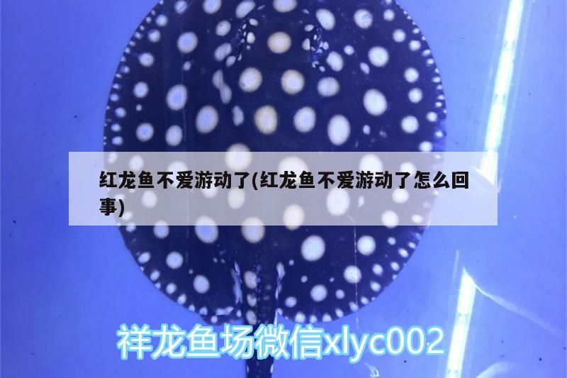 紅龍魚不愛游動了(紅龍魚不愛游動了怎么回事)