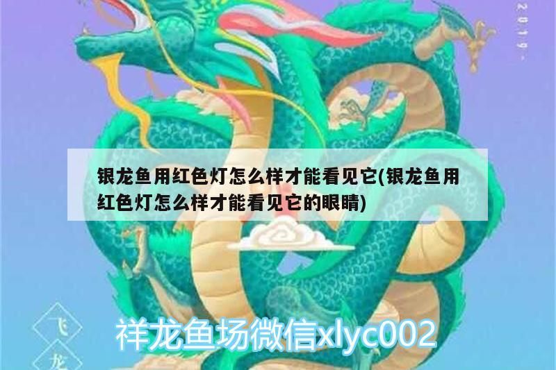 銀龍魚用紅色燈怎么樣才能看見它(銀龍魚用紅色燈怎么樣才能看見它的眼睛) 銀龍魚用紅色燈怎么樣才能看見它(銀龍魚用紅色燈怎么樣才能看見它的眼睛) 銀龍魚百科 第1張