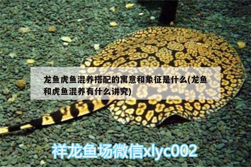銀龍魚用紅色燈怎么樣才能看見它(銀龍魚用紅色燈怎么樣才能看見它的眼睛) 銀龍魚用紅色燈怎么樣才能看見它(銀龍魚用紅色燈怎么樣才能看見它的眼睛) 銀龍魚百科 第2張