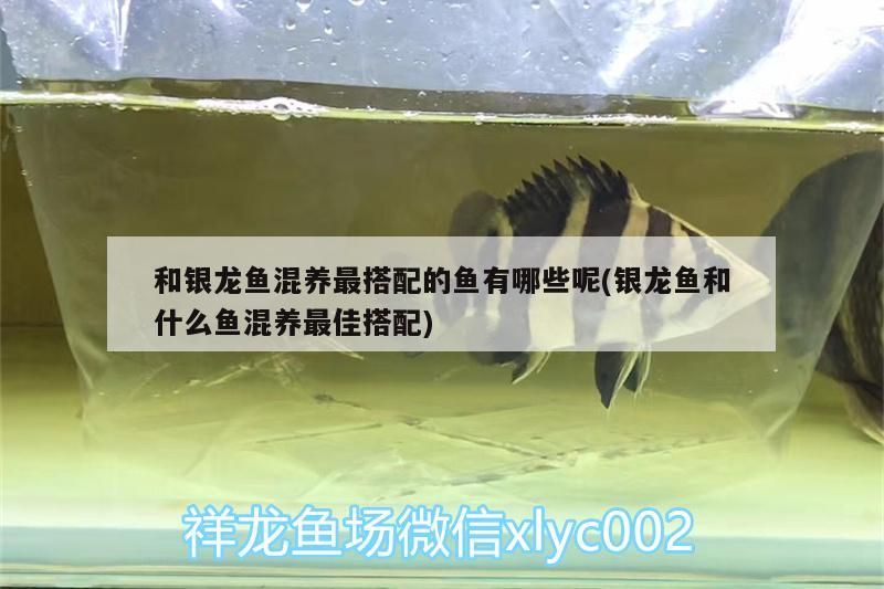 銀龍魚用紅色燈怎么樣才能看見它(銀龍魚用紅色燈怎么樣才能看見它的眼睛) 銀龍魚用紅色燈怎么樣才能看見它(銀龍魚用紅色燈怎么樣才能看見它的眼睛) 銀龍魚百科 第3張