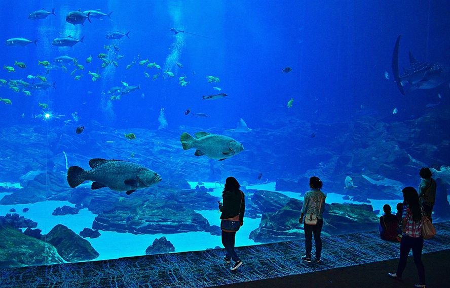 大型景觀魚缸圖片大全 大型魚缸造景圖片大全 大型景觀魚缸圖片大全 大型魚缸造景圖片大全 赤元素