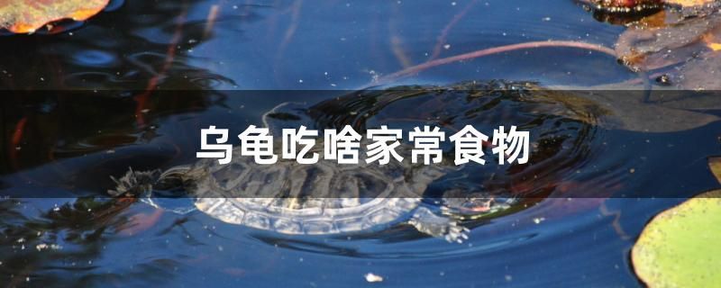 烏龜吃啥家常食物