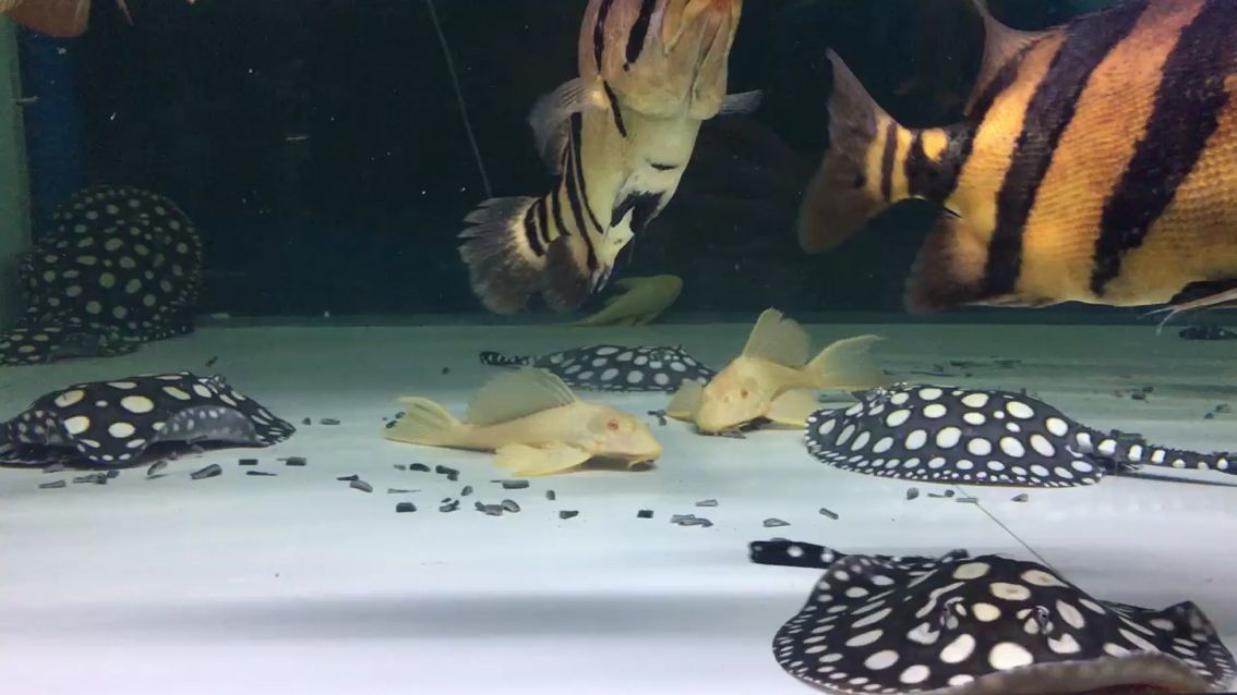 開飯啦龍年圈 開飯啦龍年圈 龍年龍魚 第1張
