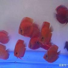 觀賞魚可以喂小米嗎（觀賞魚喂小米好還是喂小米好）