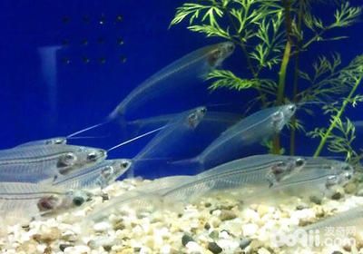 觀賞魚可以喂小米嗎（觀賞魚喂小米好還是喂小米好）