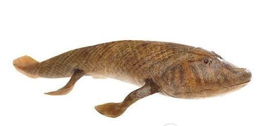 龍魚吃冷凍蝦vs祥龍魚場：龍魚可以吃冷凍蝦