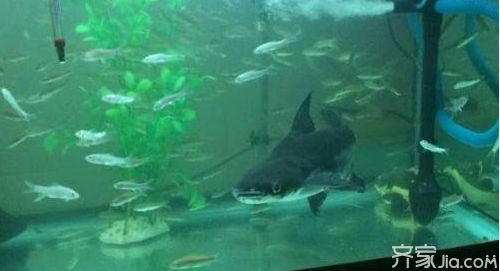 魚躍龍門，揭秘最旺的魚店名字背后的成功密碼，魚躍龍門，解碼旺鋪魚店名字背后的生意經