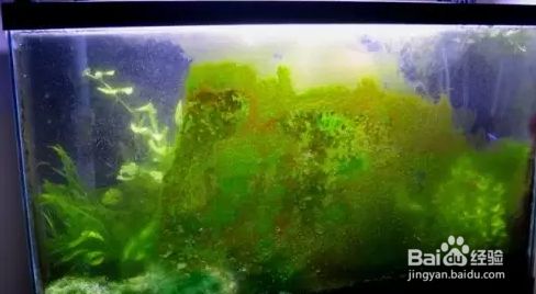 最旺財的魚十大排名，養這些魚讓你財運亨通！十大最旺財風水魚排名，養這些魚讓你財運滾滾來！
