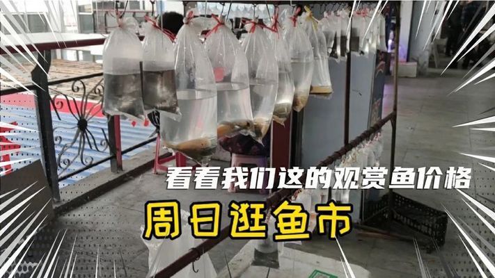 最旺財的魚十大排名，養這些魚讓你財運亨通！十大最旺財風水魚排名，養這些魚讓你財運滾滾來！