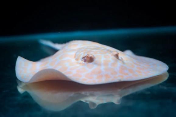 正宗金龍魚膠的功效是什么呢圖片：探秘正宗金龍魚膠的神奇功效