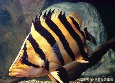 怎么讓印尼虎魚變明：如何讓印尼虎魚變明