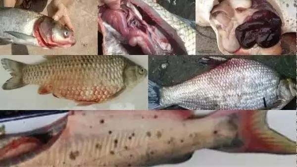 九魚轉蓮,最旺財的風水圖片解析與運用,九魚轉蓮,最旺財的風水圖片解析與布局指南 龍魚百科 第2張 九魚轉蓮,最旺財的風水圖片解析與運用,九魚轉蓮,最旺財的風水圖片解析與布局指南 九魚轉蓮,最旺財的風水圖片解析與運用,九魚轉蓮,最旺財的風水圖片解析與布局指南 龍魚百科 第2張